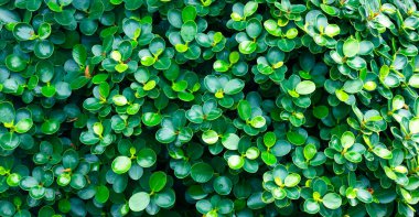 dark green leaves nature background