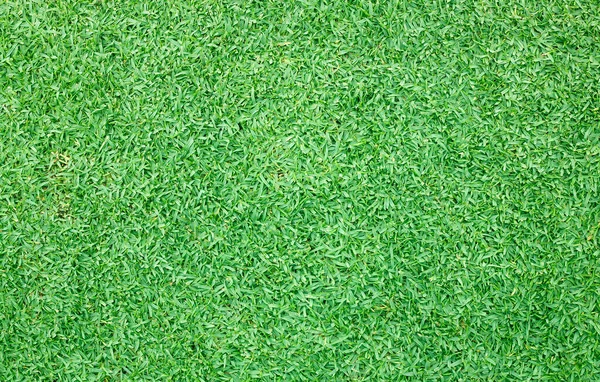 Green Lawn Outdoor Park Nature Background — Stock Photo, Image
