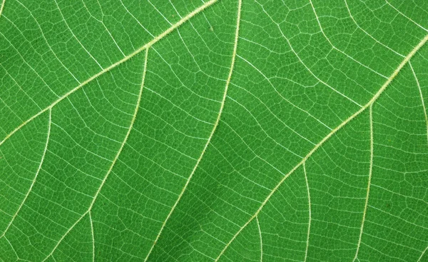 Natuur Groen Blad Textuur Achtergrond — Stockfoto