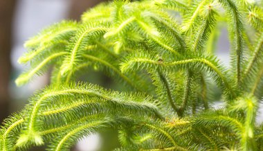 Çiçek yeşili süs bitkisi