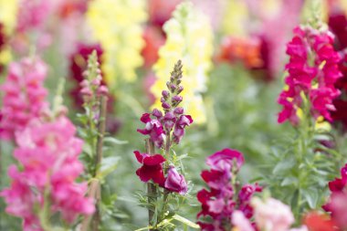 Antirrhinum majus bahçe çiçeğinde