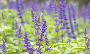 Mor lavanta çiçekleri bahçede doğa