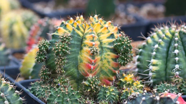Piękne Ozdobne Kaktusy Kwiat Ogród Ozdoba — Zdjęcie stockowe