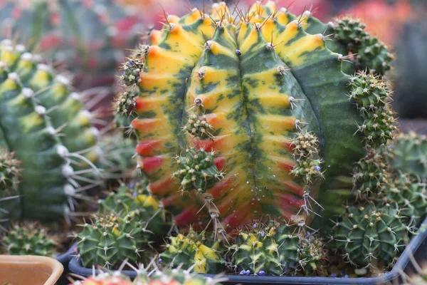 Krásný Okrasný Kaktus Květinový Zahradní Dekorace — Stock fotografie