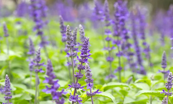 庭のラベンダー紫色の花の性質 — ストック写真