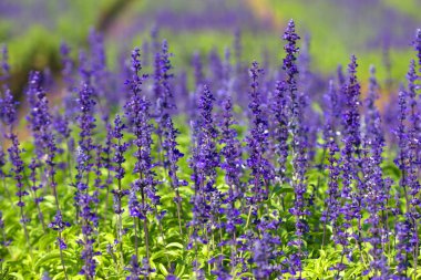 Salvia farinacea, bahçede açan mor çiçekler.