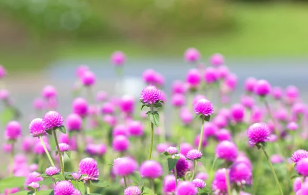 Krásné Amaranth Květinové Pole Slunečním Světlem Pozadí — Stock fotografie