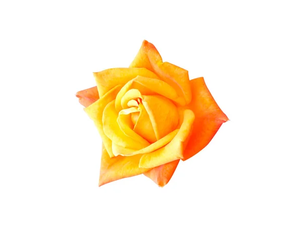 Rosa Amarilla Floreciendo Aislada Sobre Fondo Blanco — Foto de Stock