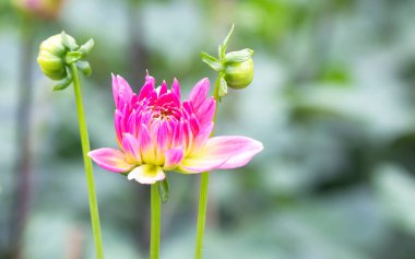 Dahlia çiçeğinin yakından görünümü