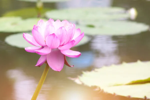 Water lilies blooming in the pond, the sun shines brightly.