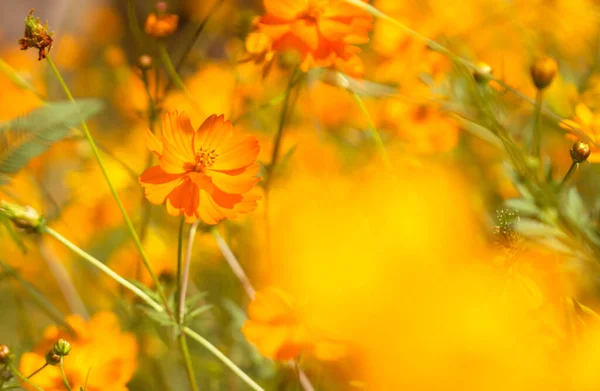 Cosmos Kwiat Pomarańczowy Natura Niewyraźne Tło — Zdjęcie stockowe