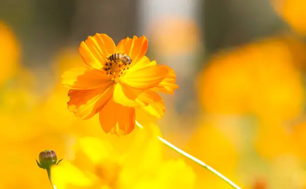 Kosmos Květina Oranžová Příroda Rozmazané Pozadí — Stock fotografie