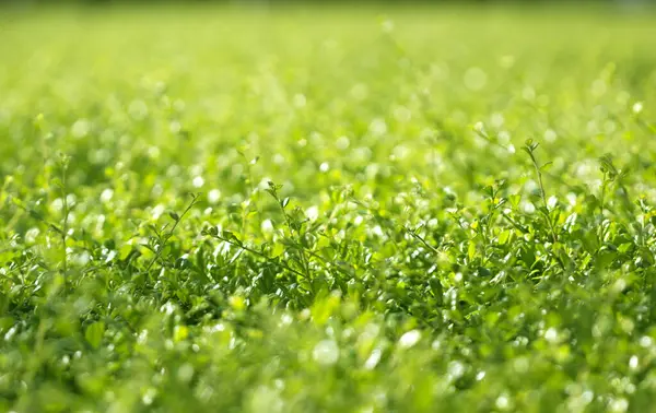 Natuurlijke Wazige Achtergrond Groene Blad Foto — Stockfoto
