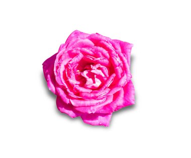 Beyaz arkaplanda izole edilmiş pembe gül çiçeği