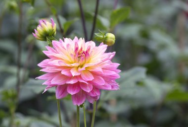 Dahlia çiçeğinin yakından görünümü