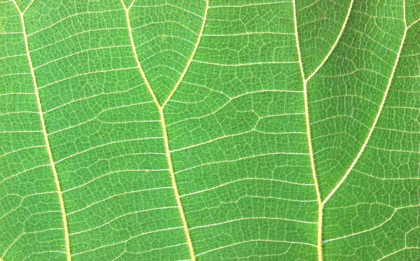 Zielony Liść Jest Makro — Zdjęcie stockowe