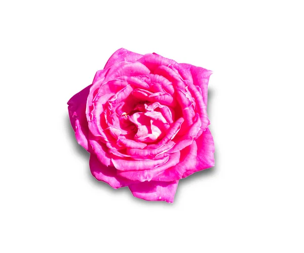 Розовый Цветок Розы Изолированы Белом Фоне — стоковое фото
