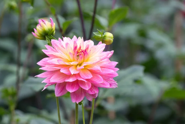 Close View Dahlia Flower — Stock Photo, Image