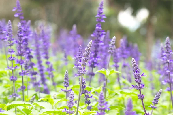 Блакитний Салвія Пурпурний Сад — стокове фото