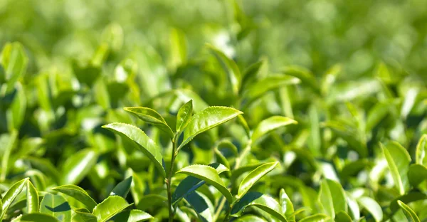 Fresh Tea Leaves Natural Light Blurred Background — Stock Photo, Image