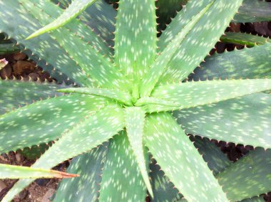 Aloe Vera serinlemek için yeşil bitkiler yetiştirir.