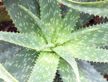 Aloe Vera serinlemek için yeşil bitkiler yetiştirir.