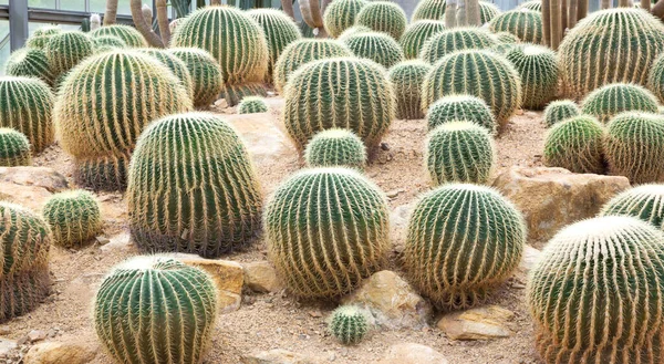 Cactus Crece Suelo Redondo —  Fotos de Stock