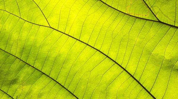 Natural Green Leaf Texture Background — Stock Photo, Image