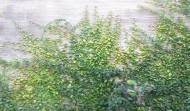 yeşil sarmaşık duvar çimento arka planı