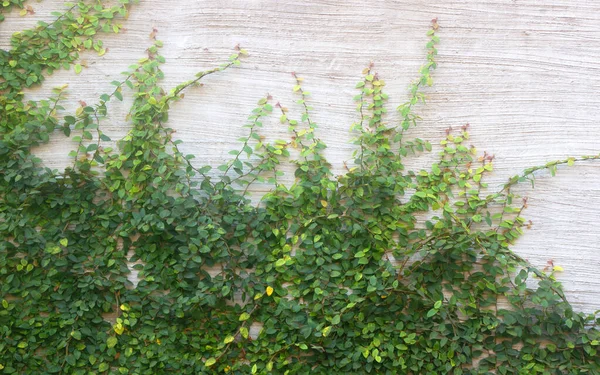 緑のクリーパー壁のセメントの壁の背景 — ストック写真