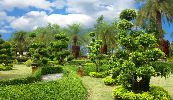 Natural Bonsai Tree Garden Lush Green Parks Stock Photo