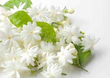 Yasemin çiçekleri taze beyaz arka plan üzerinde izole.