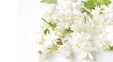 Yasemin çiçekleri taze beyaz arka plan üzerinde izole.