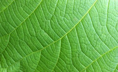 Yeşil yaprak soyut doğa arkaplanı