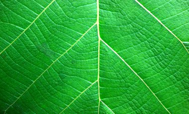 Yeşil yaprak soyut doğa arkaplanı