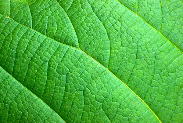 Green Leaf Abstract Nature Background Royalty Free Stock Photos