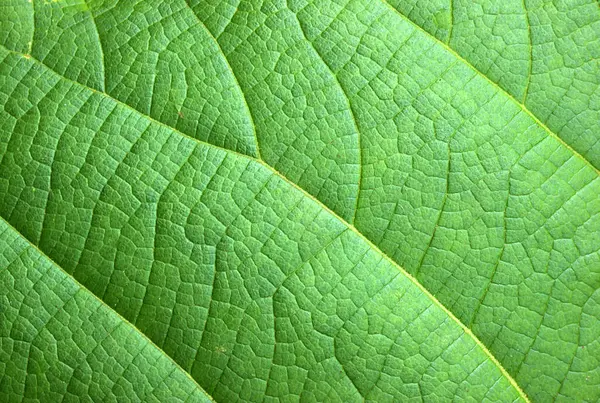Green Leaf Abstract Nature Background Stock Image