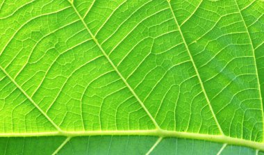 Yeşil yaprak soyut doğa arkaplanı