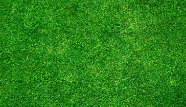 Yeşil Çim Açık Doğa Arkaplanı