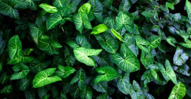 Yeşil yaprak soyut doğa arkaplanı