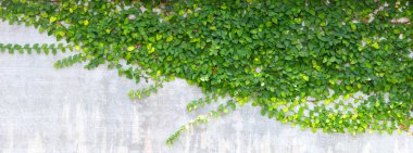 Duvardaki Yeşil Sarmaşık Bitkisi