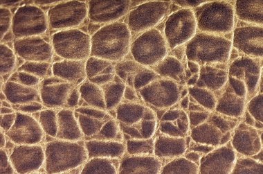 kahverengi deri dokulu arka plan deseni zebra deri