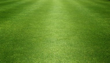 Çim alan / yeşil çim arka plan