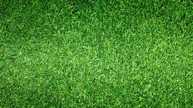 çimen arkaplan Golf sahaları yeşil çimen desenli arka plan.