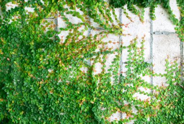 Duvardaki Yeşil Sarmaşık Bitkisi