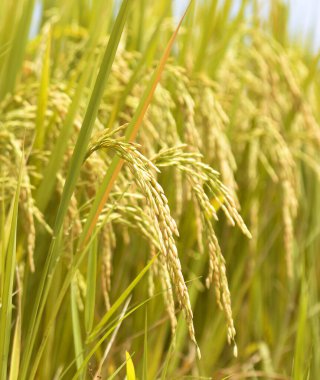 Pirinç tarlası altın pirinç kulakları çeltik tarlasına yakın pirinç tohumları 