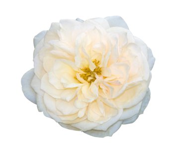 Beyaz arkaplanda izole beyaz güller