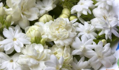 Beyaz yasemin doğal olarak çiçek açar, güzel kokulu çiçekler.