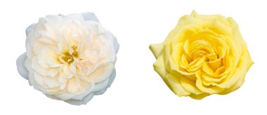 Beyaz arkaplanda izole edilmiş beyaz ve sarı güller