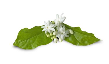 Yasemin çiçekleri beyaz arka planda izole